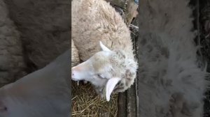 Вакцинация овец, от короновируса