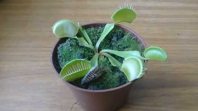 Дионея - Dionaea