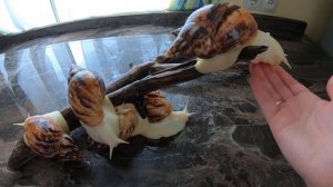 #snail #улитки БЕЛЫЕ УЛИТКИ АХАТИНЫ | Ручные и общительные домашние улитки!