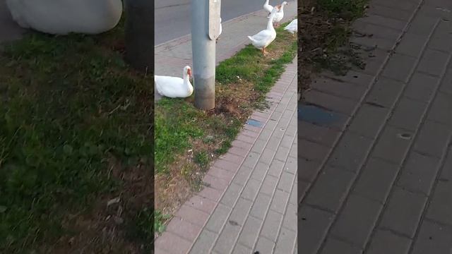Гуси ждут автобус: Москва, Джамгаровский пруд (СВАО, Медведково), утро 24.07.22 смотреть онлайн
