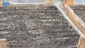 ПЕТУНИЯ ЧЕРЕЗ СЕМЬ ДНЕЙ ПОСЛЕ ПОСЕВА. ЧТО НУЖНО СДЕЛАТЬ С ПЕТУНИЕЙ ПОСЛЕ ВСХОДОВ.