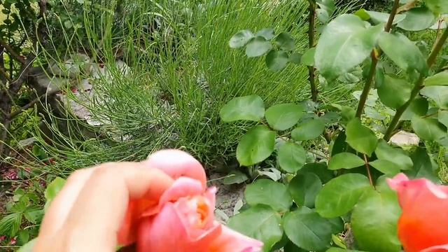 Влог последних дней: Экс ан Прованс , Чай, Липовый цвет, Розы… Поболтаем смотреть онлайн