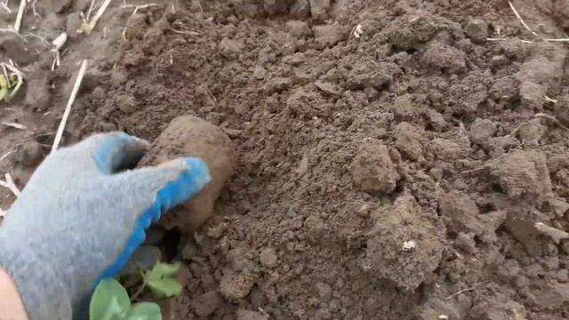 Коп в поле летом. Поиск монет на старой дороге. смотреть онлайн