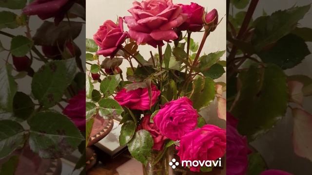 Роза Терракота. Terracotta rose. Meilland roses⚜️ смотреть онлайн