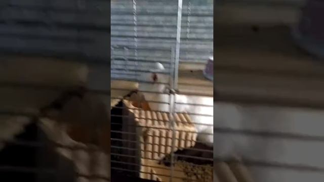 Кошка и шиншилла в одной клетке смотреть онлайн