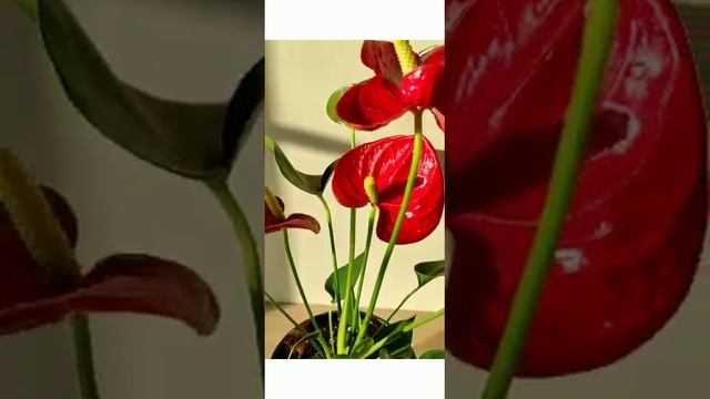Антуриум Андре Чемпион смотреть онлайн