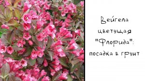Вейгела: посадка в открытый грунт весной