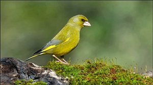 Весна. Звук пения птицы Зеленушка на опушке леса