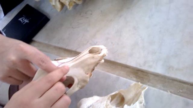 1 comparative skull small animals смотреть онлайн