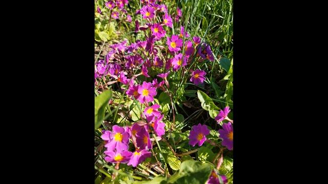 В. Осеева "Волшебное слово" (из сборника "Всё, что нужно прочитать для 3 класса" Издательство АСТ) смотреть онлайн