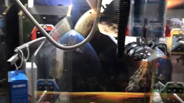 Выиграли 5 призов в автоматах с мисс Мари + обзор смотреть онлайн