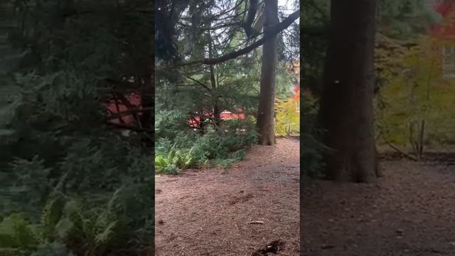 У лукоморья дуб зелёный! Прогулка в Алнарп парке, Швеция ?? #nature #sweden Alnarp park смотреть онлайн