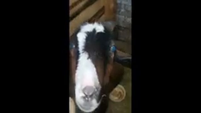 АЛЕКСЕЙ ЦВЕТКОВ НАШ ПОДПИСЧИК ДОБРОВОЛЕЦ ПОПРОСИЛ .... смотреть онлайн