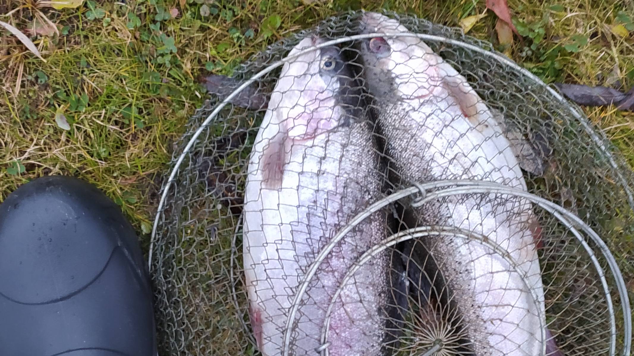 FISHERIX. 12 мая 2024 года