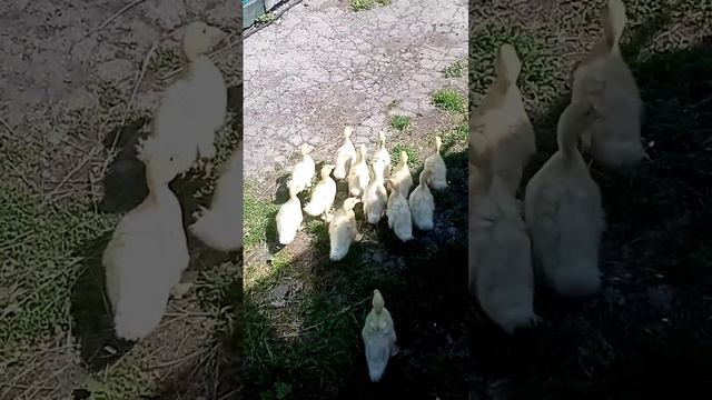 scene_output.mp4 смотреть онлайн