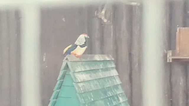 Московский зоопарк .Часть1. смотреть онлайн