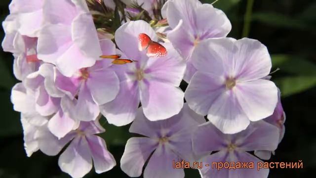 Флокс метельчатый Франц Шуберт (frans Schubert) ? обзор: как сажать, рассада флокса Франц Шуберт