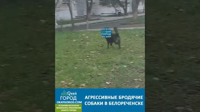 В Белореченске снова заметили опасных бродячих собак смотреть онлайн