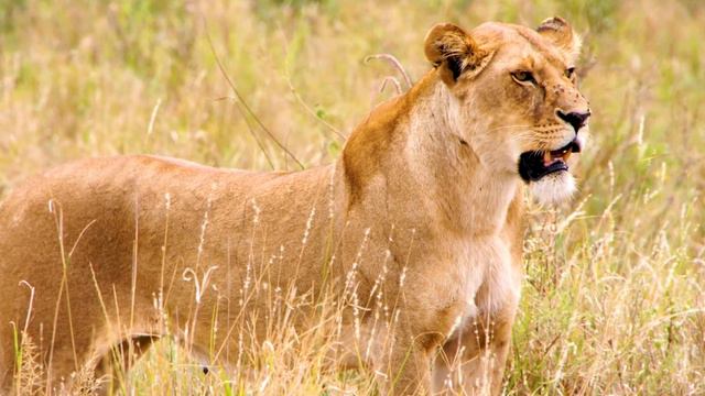 Serengeti National Park - UNESCO World Heritage Site