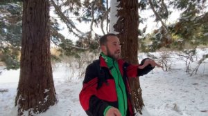 Роща Секвой в Крыму - как добраться?