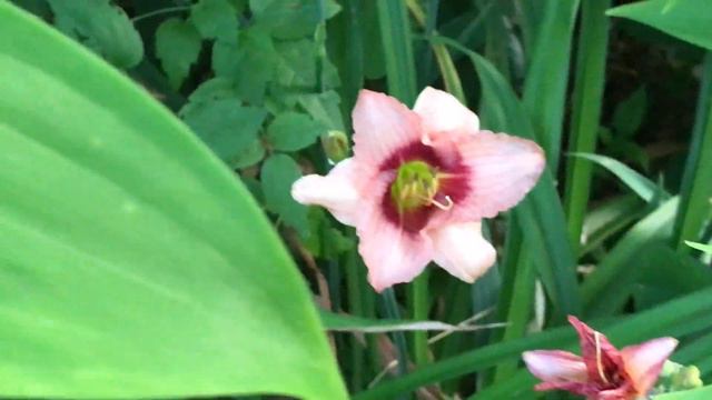 Hémérocalle ou Lis d'un jour 'Hemerocallis' Quand les fleurs s'emballent.