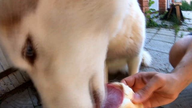 МОЖНО ЛИ ДАВАТЬ СОБАКЕ МОРОЖЕНОЕ??? смотреть онлайн