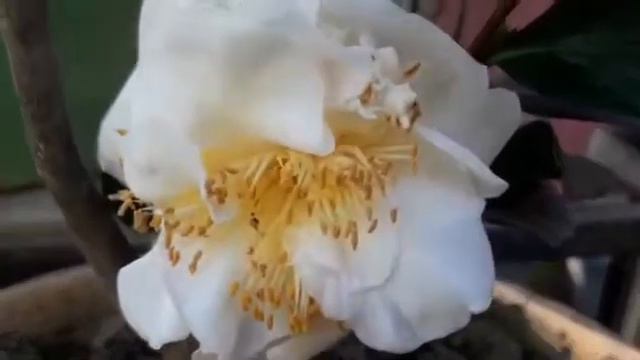 262.How To Take  Care Of CAMELLIA Japonica||Camellia Japonica Plant Care And Fertilizer