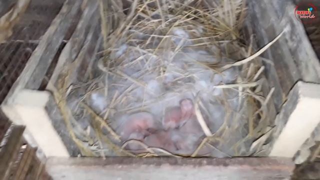 Rabbit breeding tips смотреть онлайн