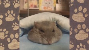 Смешное видео про ДЖУНГАРИКОВ ХОМЯЧКОВ! ХОМКИ Сема хомячок хомячки джунгарики