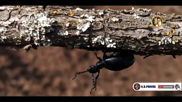 Ядовитый жук- Майка фиолетовая/ Meloe violaceus ☘?? смотреть онлайн