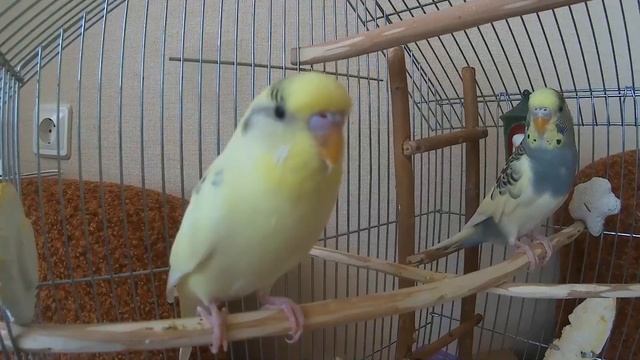 ? Весёлое пение волнистого попугая Тоши ? #ТОШАКАРТОША 3?