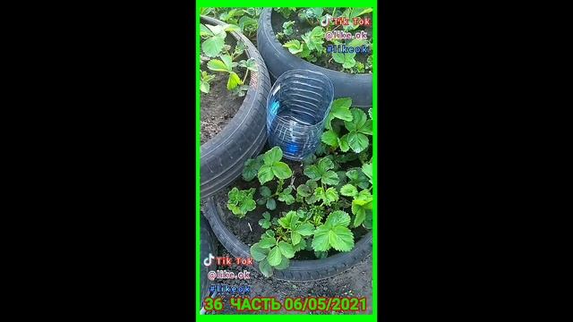 КАПЕЛЬНЫЙ ПОЛИВ ИЗ ПЛАСТИКОВОЙ 5Л БУТЫЛКИ