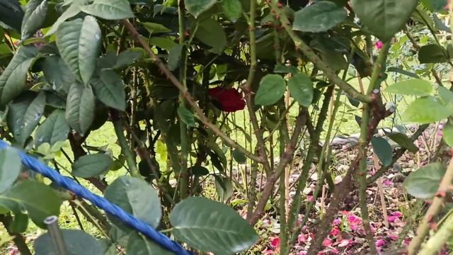 Два саженца роз в одной посадочной яме. Моё субъективное мнение! смотреть онлайн