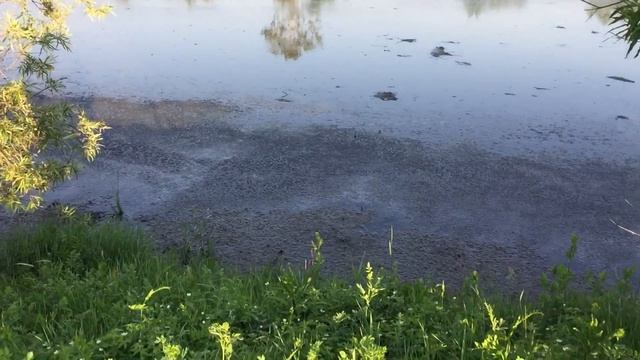 Красноярск река Черёмушка и протока Тёплый исток, впадают в Енисей смотреть онлайн