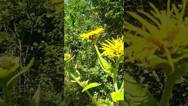 ДЕВЯСИЛ ВЫСОКИЙ.Inula helenium.Из цикла"И если Бог так траву одевает..." смотреть онлайн