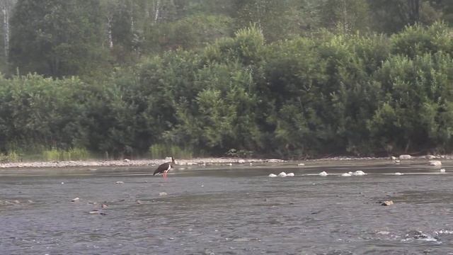 Чёрный аист (Ciconia Nigra)