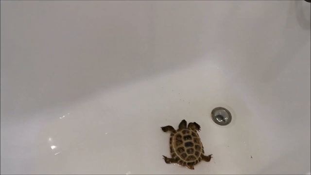 Мастерство и Стремление