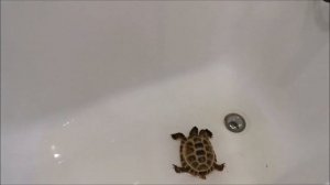 Как ухаживать за сухопутной черепахой?