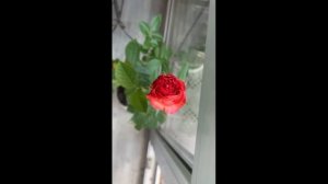 РОЗА ИЗ МАГАЗИНА СВЕТОФОР Ч.1 || ПЕРЕСОРТИЦА В СВЕТОФОРЕ? || ROSA