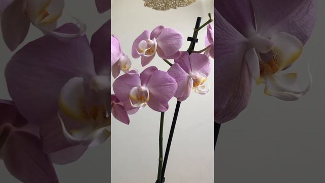 Орхидея Падова (отцветает) смотреть онлайн