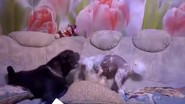 Карамельку не остановить...... У Бьянки сдают нервы .... попало Консулу))) смотреть онлайн