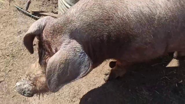 Хряк дюрок. Возраст 1год и 3 месяца. смотреть онлайн