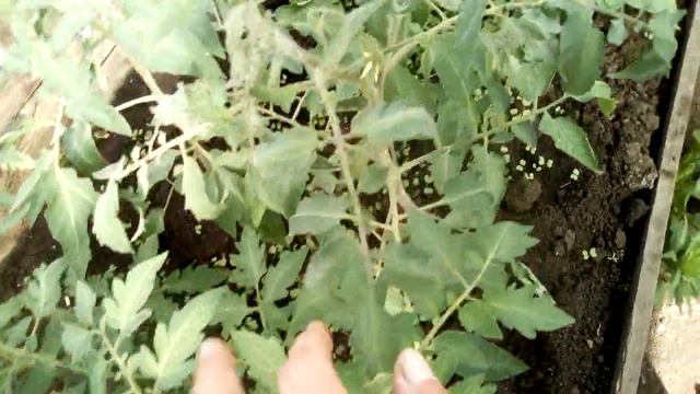 ПРИЩИПЫВАЕМ ТОМАТЫ ПРАВИЛЬНО смотреть онлайн