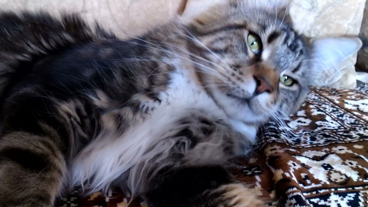 Тихое утро с котами смотреть онлайн