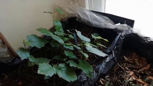 19 01 18 Лесосад на подоконнике смотреть онлайн