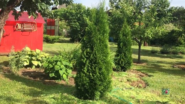 Буддлеи в июне 2021. Быстрорастущий кустарник. смотреть онлайн