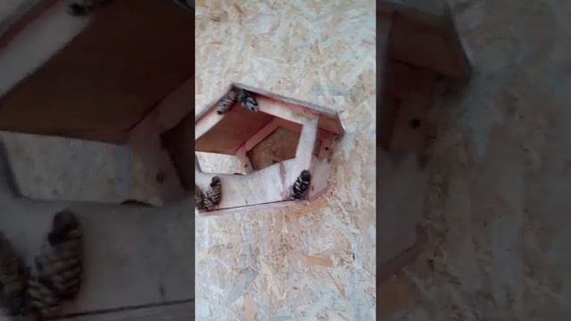 Подкармливаем птиц зимой!!!! смотреть онлайн