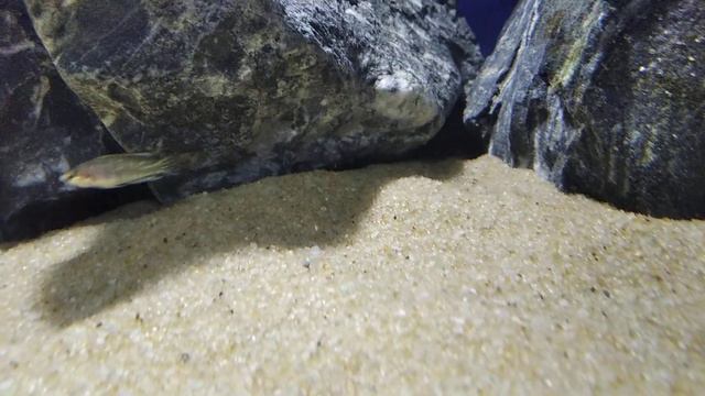 Кальвус охотится. (Altolamprologus calvus) смотреть онлайн