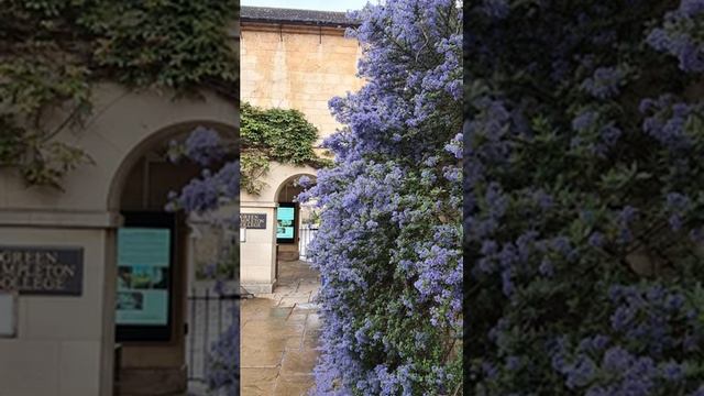 Прогулялись по Оксфорду. Все в цвету! Лебеди на пруду! смотреть онлайн