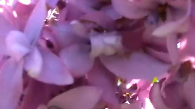 Эпиляция: наслаждение гладкостью и ухоженностью